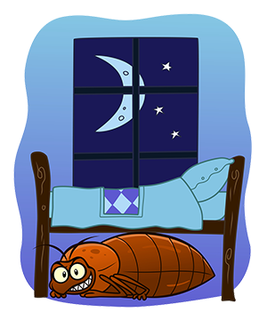 Bed Bug Bed